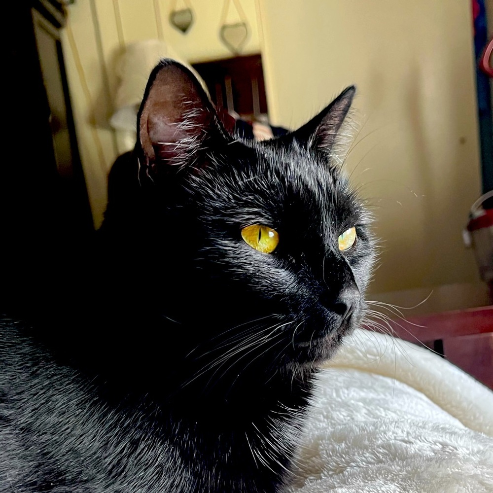 Cute cat